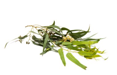 Beyaz arka plan üzerinde izole okaliptüs