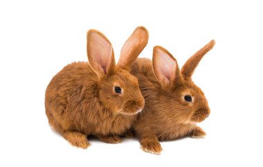 Beyaz arka plan üzerinde izole kırmızı tavşan