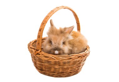 Beyaz arka plan üzerinde izole kırmızı tavşan