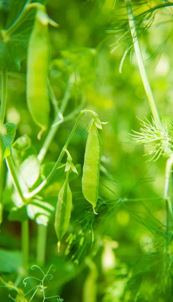 Piselli Che Crescono Sul Campo — Foto Stock