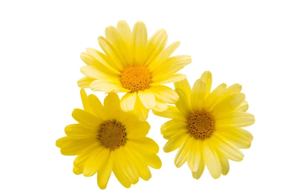 Yellow Flower Isolated White Background — Stock Photo, Image