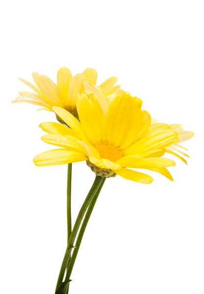 Yellow Flower Isolated White Background — Stock Photo, Image