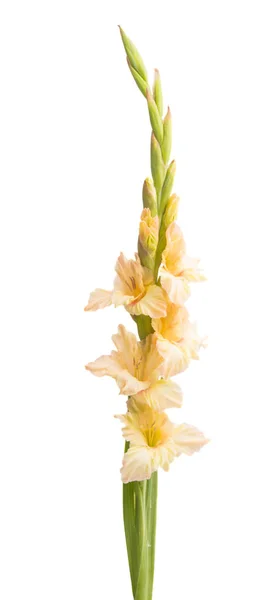 Όμορφα Γλαδιόλες Λουλούδια Που Απομονώνονται Λευκό Φόντο — Φωτογραφία Αρχείου