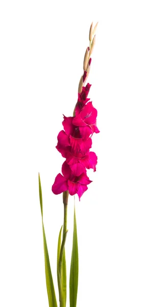 Belas Flores Gladiolus Isolado Fundo Branco — Fotografia de Stock