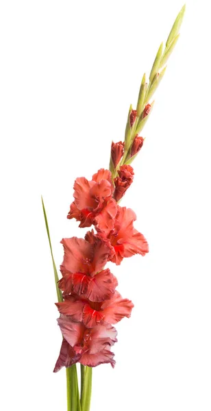 Hermosas Flores Gladiolo Aisladas Sobre Fondo Blanco —  Fotos de Stock