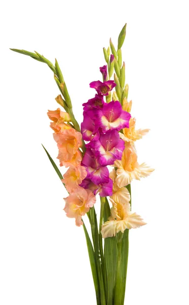 Gyönyörű Gladiolus Virágok Elszigetelt Fehér Background — Stock Fotó