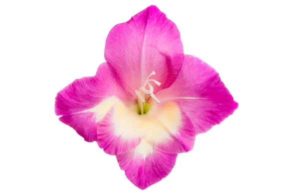 Mečík Krásné Květiny Izolovaných Bílém Pozadí — Stock fotografie