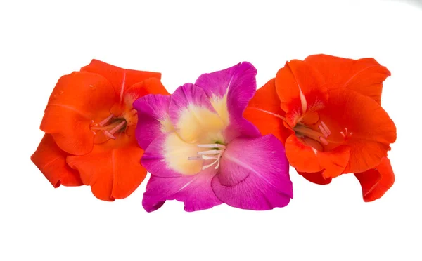 Vackra Gladiolus Blommor Isolerad Vit Bakgrund — Stockfoto