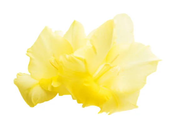 Vackra Gladiolus Blommor Isolerad Vit Bakgrund — Stockfoto