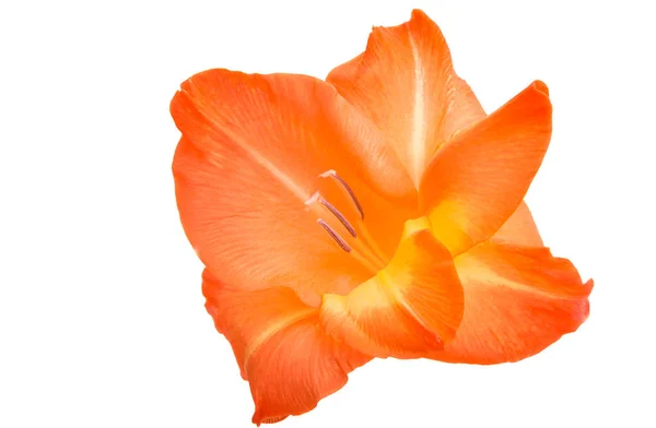 Vackra Gladiolus Blommor Isolerad Vit Bakgrund — Stockfoto