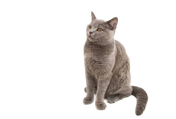 Gray Cat Isolated White Background — Stock Photo, Image