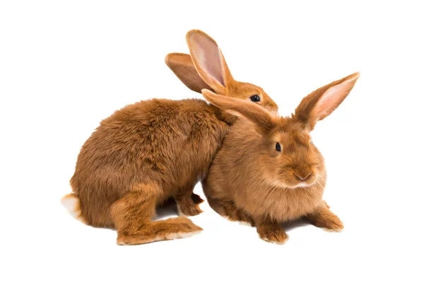 Красный Кролик Изолирован Белом Фоне — стоковое фото