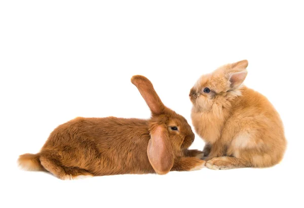 Beyaz Arka Plan Üzerinde Izole Kırmızı Tavşan — Stok fotoğraf