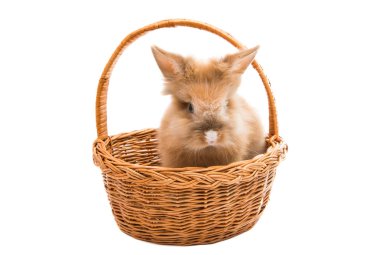 Beyaz arka plan üzerinde izole kırmızı tavşan