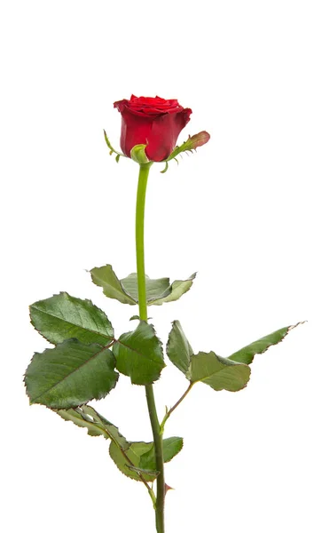 Червона Троянда Ізольована Білому Тлі — стокове фото