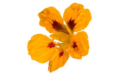 Beyaz arka plan üzerinde izole nasturtium çiçek
