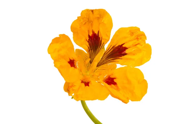 Nasturtium Blomma Isolerad Vit Bakgrund — Stockfoto