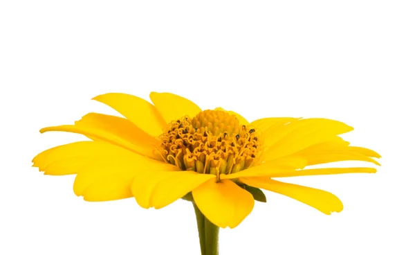 Fiore Giallo Isolato Sfondo Bianco — Foto Stock