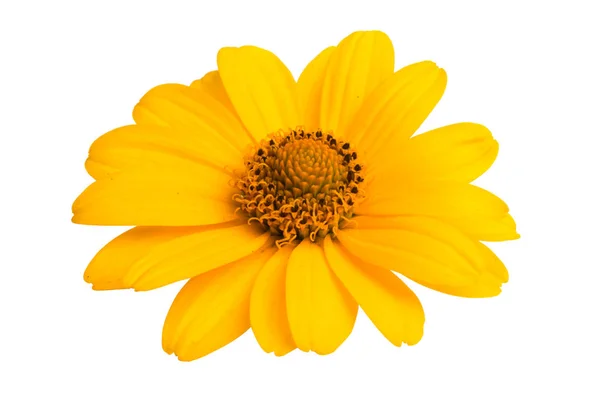 Žlutý Květ Izolované Bílém Pozadí — Stock fotografie