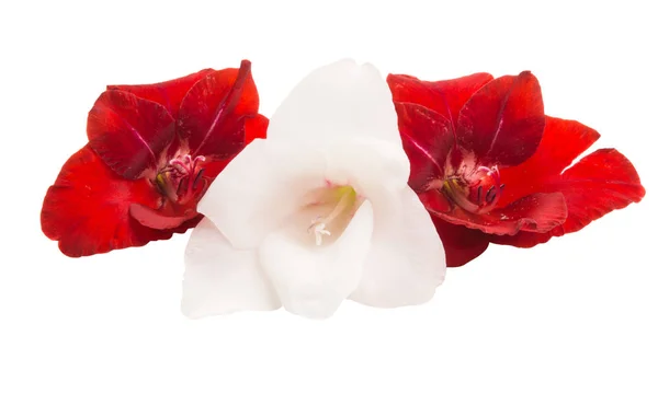 Gladiolus Blommor Isolerad Vit Bakgrund — Stockfoto