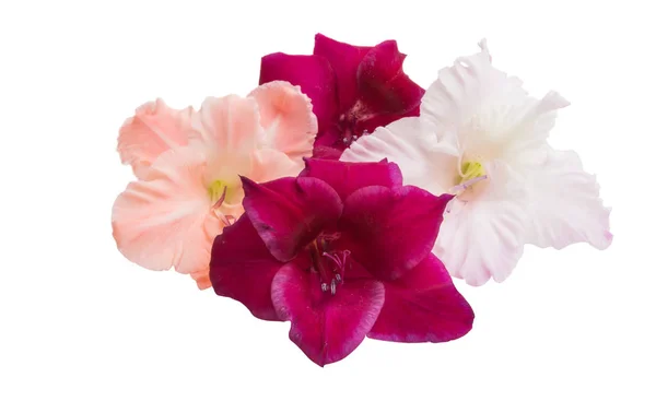 Gladiolus Blommor Isolerad Vit Bakgrund — Stockfoto