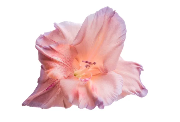 Gladiolen Bloemen Geïsoleerd Witte Achtergrond — Stockfoto