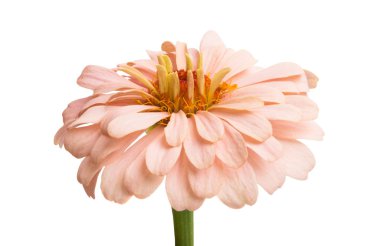 Beyaz arkaplanda izole edilmiş zinnia çiçeği