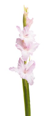 Güzel gladiolus çiçeği beyaz arkaplanda izole edilmiş.