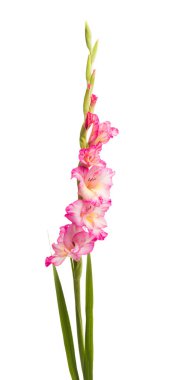 Güzel gladiolus çiçeği beyaz arkaplanda izole edilmiş.