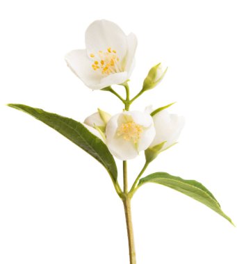 Beyaz arka plan üzerinde izole Yasemin Şubesi