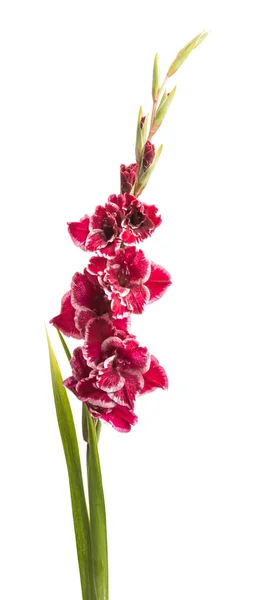 Güzel Gladiolus Çiçeği Beyaz Arkaplanda Izole Edilmiş — Stok fotoğraf