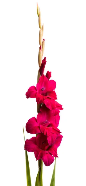 Güzel Gladiolus Çiçeği Beyaz Arkaplanda Izole Edilmiş — Stok fotoğraf