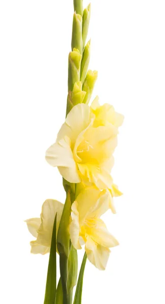 Belle Fleur Gladiole Isolée Sur Fond Blanc — Photo