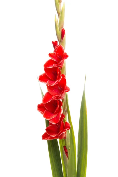 Smuk Gladiolus Blomst Isoleret Hvid Baggrund - Stock-foto