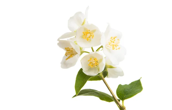 Tak Van Jasmijn Geïsoleerd Witte Achtergrond — Stockfoto