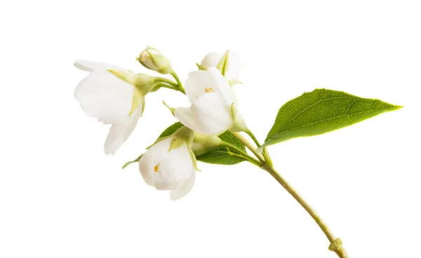 Branch Jasmine Isolated White Background — Stock Photo, Image