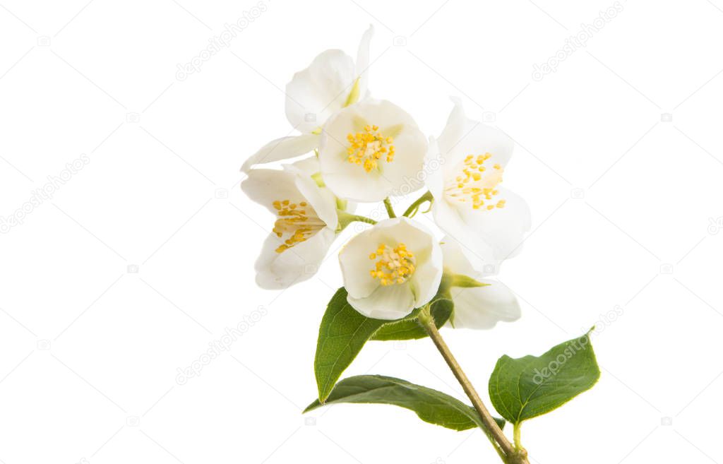branch of jasmine isolated on white background