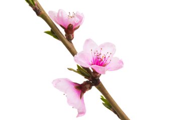 Beyaz arkaplanda izole edilmiş sakura çiçekleri