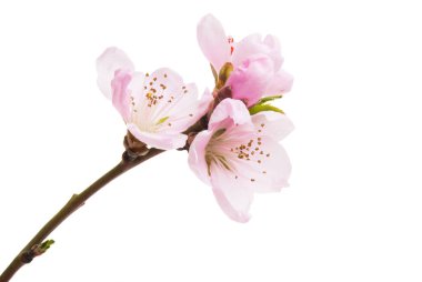 Beyaz arkaplanda izole edilmiş sakura çiçekleri