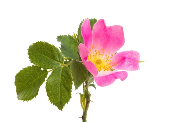 Rosa Selvagem Isolado Fundo Branco — Fotografia de Stock