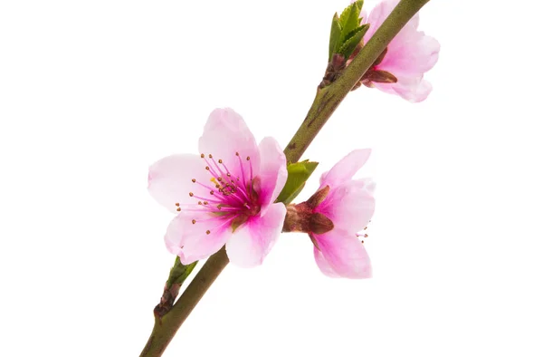 Flores Sakura Aisladas Sobre Fondo Blanco — Foto de Stock