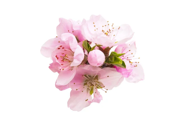 Flores Sakura Aisladas Sobre Fondo Blanco —  Fotos de Stock