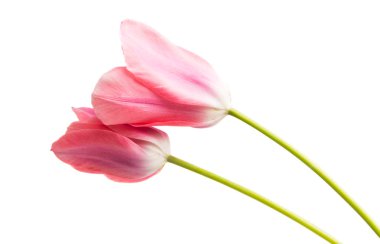 Beyaz arkaplanda izole edilmiş pembe laleler