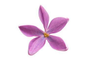 Beyaz arkaplanda yalıtılmış leylak çiçekleri