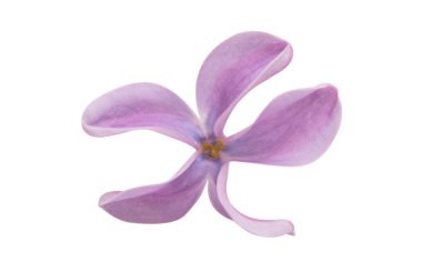 Beyaz arkaplanda yalıtılmış leylak çiçekleri