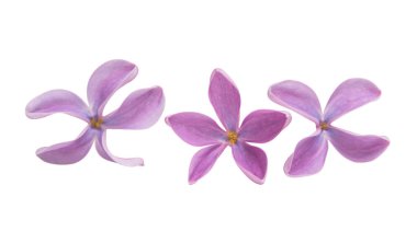 Beyaz arkaplanda yalıtılmış leylak çiçekleri