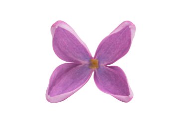 Beyaz arkaplanda yalıtılmış leylak çiçekleri