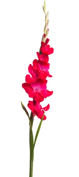 Gladiolus Flor Isolada Fundo Branco — Fotografia de Stock