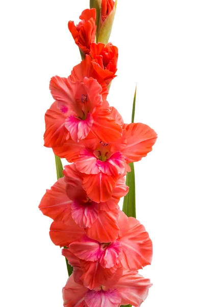 Bunga Gladiolus Diisolasi Pada Latar Belakang Putih — Stok Foto