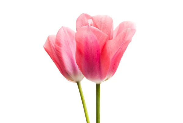 Tulipanes Rosados Aislados Sobre Fondo Blanco —  Fotos de Stock